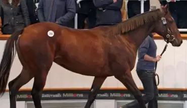 Dünyanın en iyi yarış atının fiyatı açıklandı!