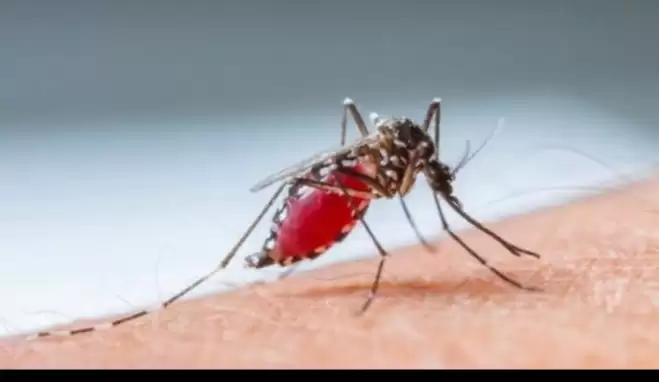 Sıtma nedir, Sıtma hastalığı nasıl olur?