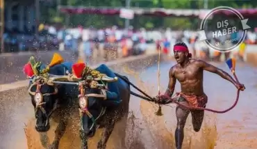 Tarlada Usain Bolt'un rekoru kırıldı