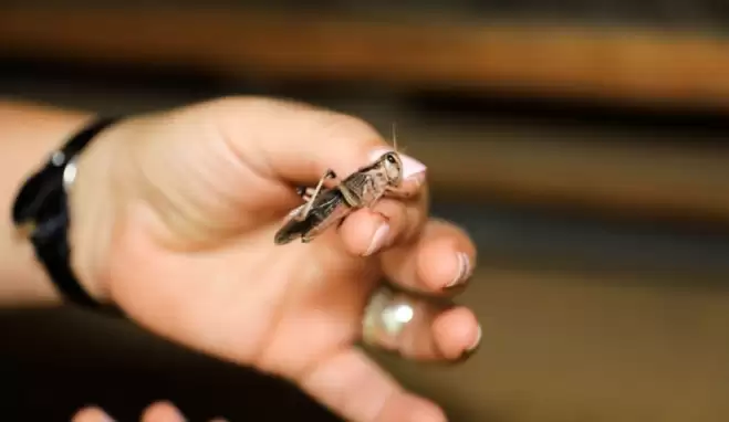 Çekirge istilası nerede? Çekirge istilasında son durum nedir?