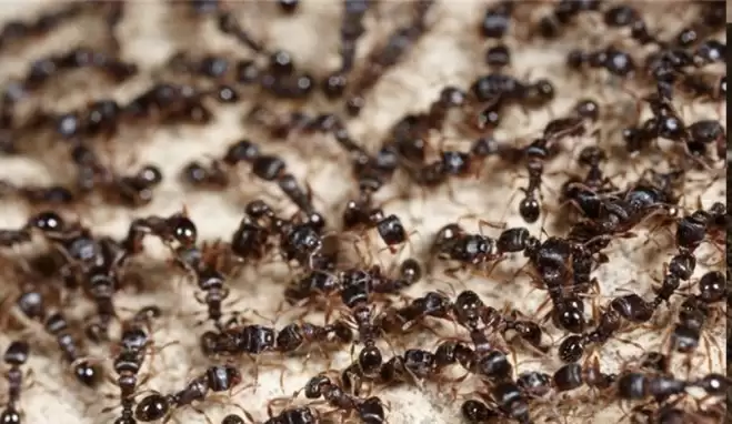 Karınca istilası kıyamet alameti mi? Karınca İstilası Türkiye'ye gelir mi?