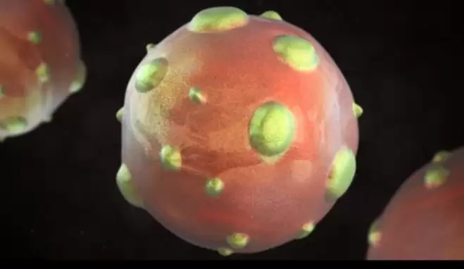 Hantavirüs nedir, Hantavirüs nasıl bulaşır? Hantavirüs belirtileri neler? Yeni virüsün adı ne