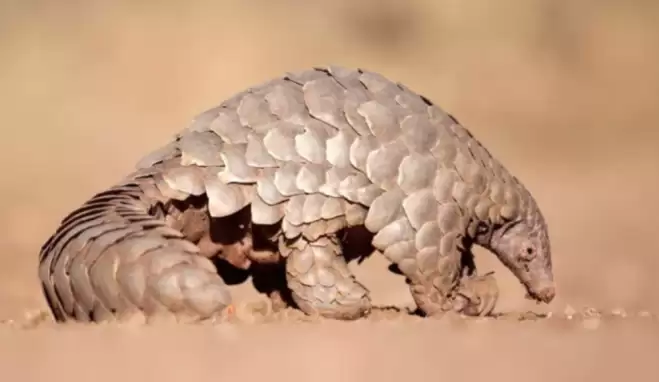 Pangolin nedir, nerede bulunur, yaşar? Coronavirüs Pangolinden mi ortaya çıktı?