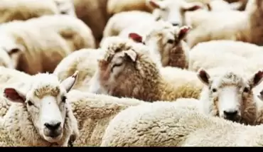 Kurban Bayramı ne zaman 2020! Diyanet Kurban bayramı tarihi belli oldu