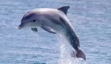 Rüya Tabirleri; Rüyada Yunus Balığı görmek ne anlama gelir?