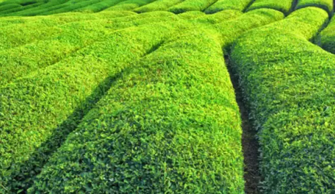 Çay alım fiyatı ne kadar?