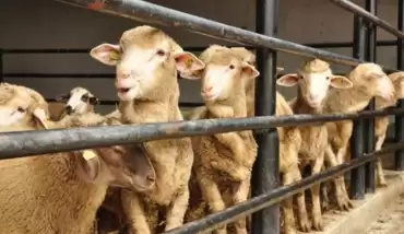 Kurban Bayramı ne zaman?