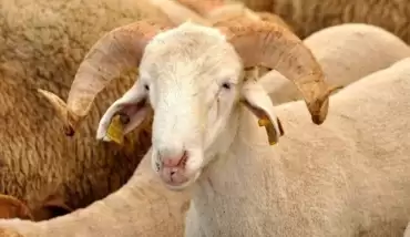 Kurban Bayramı ne zaman, kaç gün tatil? Diyanet 2020 Kurban Bayramı tarihi