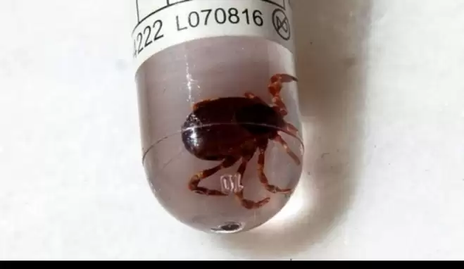 Kırım Kongo Kanamalı Ateşi nedir? KKKA nasıl bulaşır?