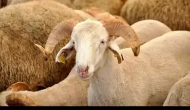 Kurban Bayramı ne zaman? 2020 Kurban Bayramı hangi gün, ne kadar kaldı?