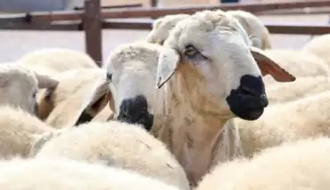 Kurban Bayramı tarihi 2020! Kurban Bayramı tatili kaç gün olacak? Diyanet takvimi