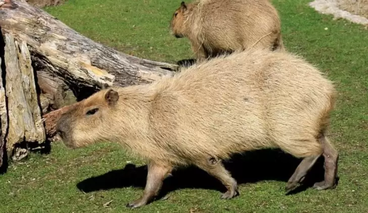 Dünyanın en büyük faresi Kapibara kaç kilo?