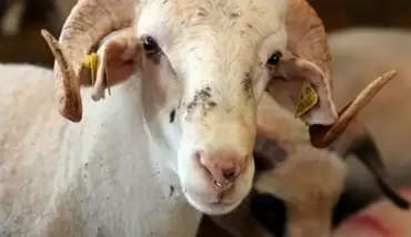 Kurban Bayramı ne zaman başlıyor? 2020 Kurban bayramı kaç gün tatil?