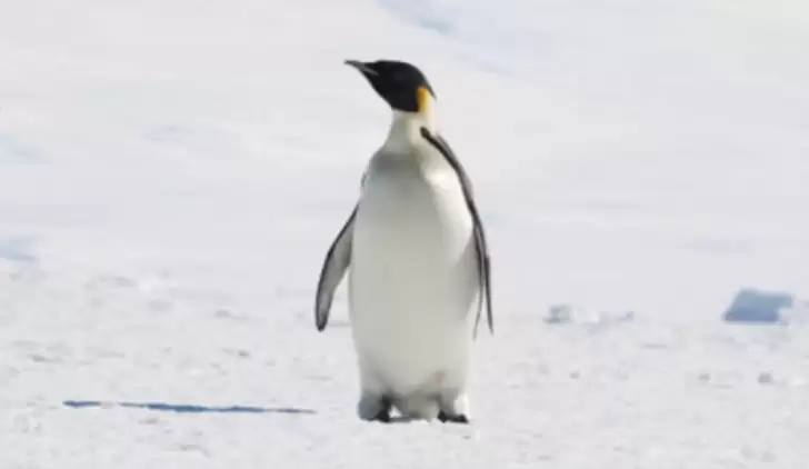 Futbolcu penguen değildir!