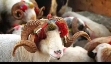 Kurban Bayramı ne zaman? 2020 Kurban Bayramı kaç gün tatil olacak? Diyanet takvimi