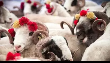 Kurban Bayramı ne zaman? 2020 Kurban Bayramı kaç gün tatil olacak? Diyanet açıklama