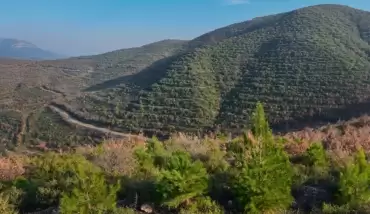 Balıkesir Ayvalık'ta orman yangını