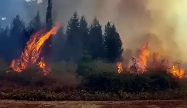 Ormanları yakanlar tutuklandı mı? Yakanların isimleri açıklandı mı?