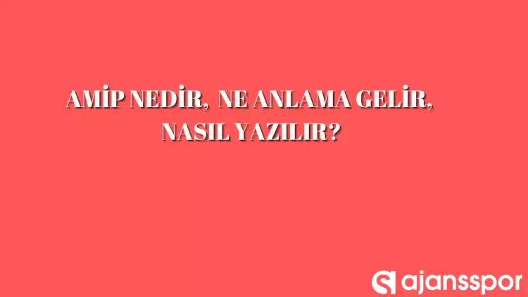 Amip nedir, ne anlama gelir ve nasıl ürer?