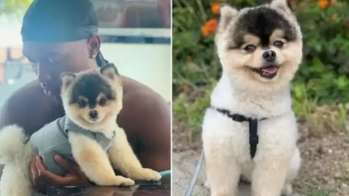 Köpeğini bulana para ödülü demişti, mahkeme 30 bin Dolar ceza verdi