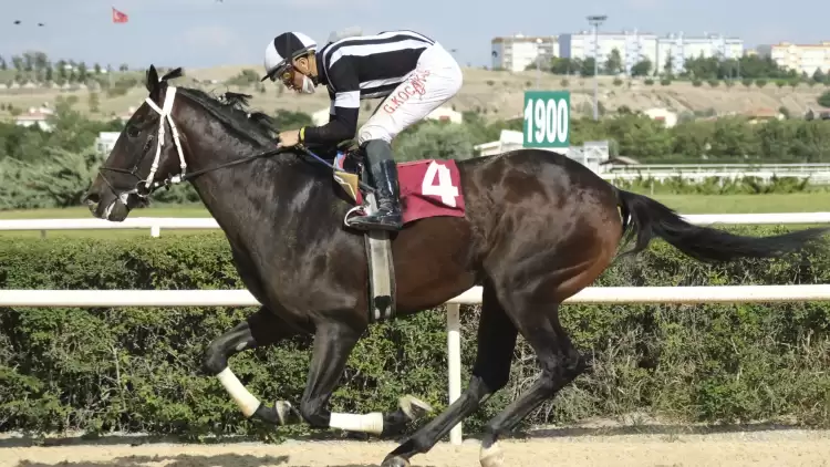 Uğurtay, Curlin Stakes’te İlk 5’te