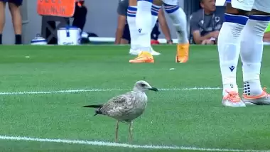 Vodafone Park'a martı damgası! Her pozisyonun içinde...
