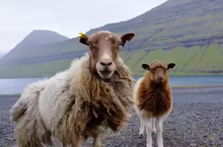 Yün, Faroe altınıdır