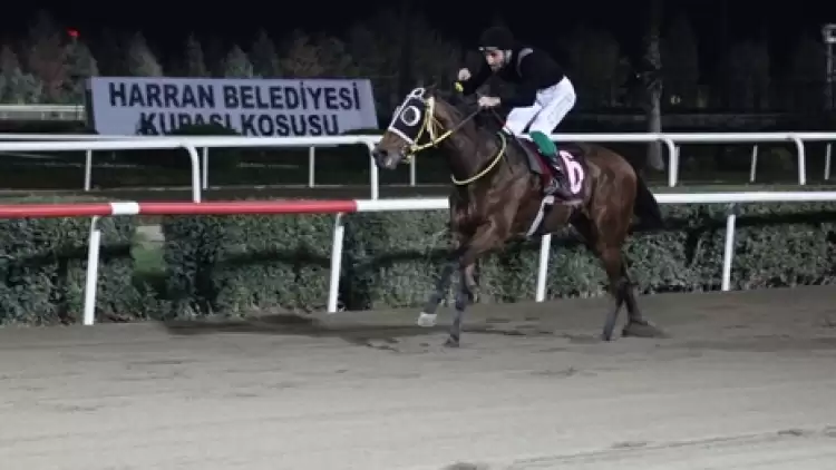Harran Belediyesi Koşusu'nu Asabi Kazandı | At Yarışı Haberleri