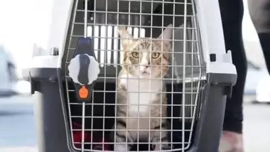 İngiliz futbolcular kupayı değil gönülleri kazandı: Dave...