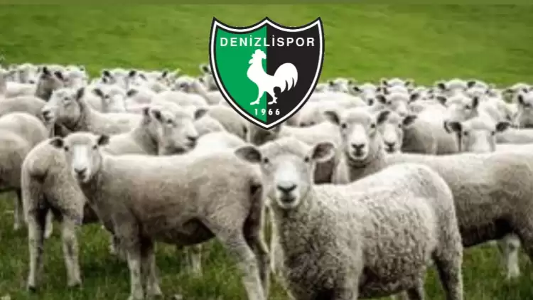 TFF 2.Lig'e Düşen Denizlispor'un Tesisinde Otlayan Koyunların Görüntüsü Olay Oldu