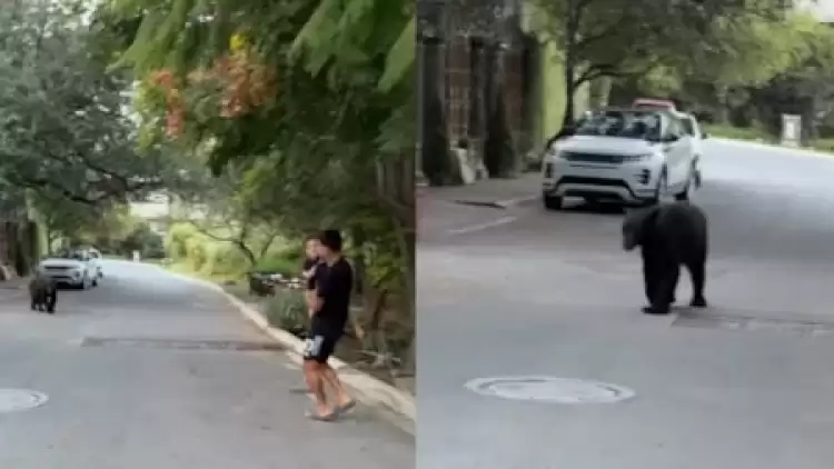 Yıldız futbolcuyu evinin önünde ayı kovaladı!