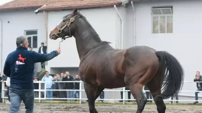 Yavruları 25 milyon dolar kazandıran efsane tay Türkiye'ye getirildi