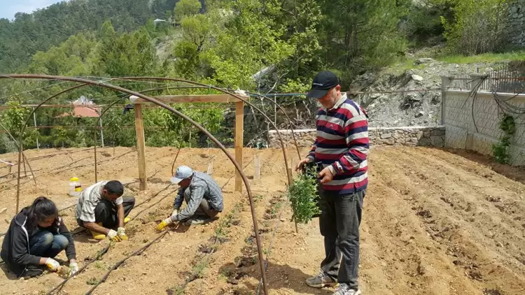 Kulüp başkanı tarlaya indi!