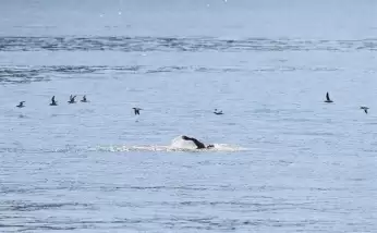 Açık Su Milli Takım seçme yarışmaları İzmir'de başladı