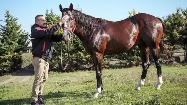 Türkiye Jokey Kulübü'ne servet kazandırıyorlar