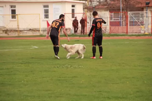 'Stadın kadrolu köpeği' yine görev başında